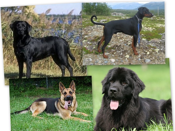 ¿Qué mascota es la más adecuada para un Sagitario?