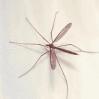 mosquito