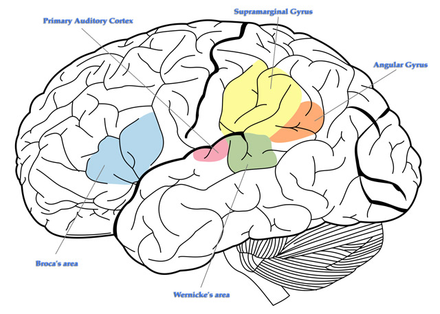 Idiomas y cerebro