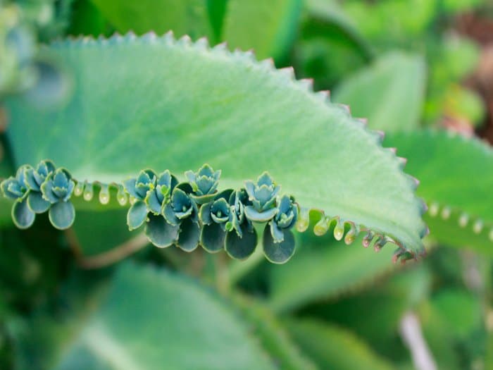 Beneficios kalanchoe