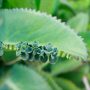 Beneficios kalanchoe