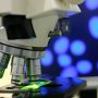 Autofagocitosis: La técnica del último Nobel de Medicina