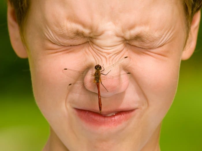 Prevenir la picadura de insectos