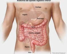 Qué es el colon