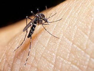 ¿Por qué es tan peligroso el virus Zika para las embarazadas?