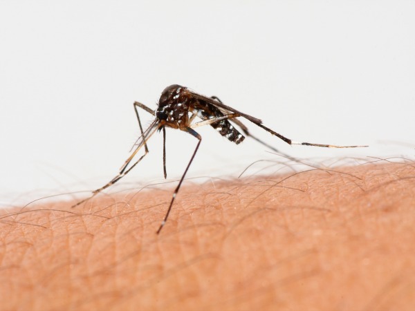 Picaduras de insectos en niños