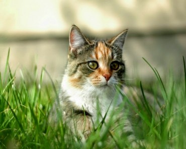 Parásito intestinal de los gatos como tratamiento para el cáncer