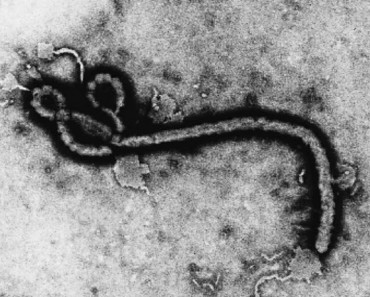 ¿Cómo se contagia el ébola?