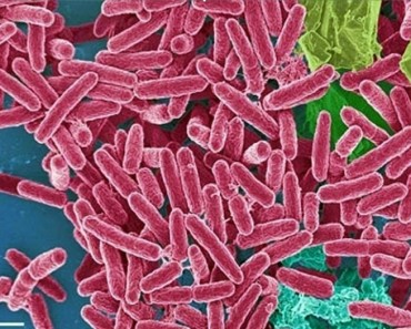Las 12 bacterias más peligrosas para la salud