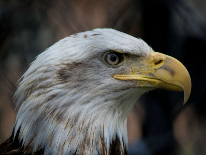 soñar con aguila