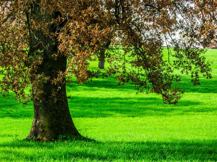 soñar con arbol