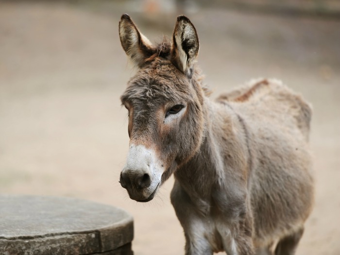 soñar con burro