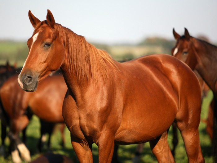 soñar con caballo