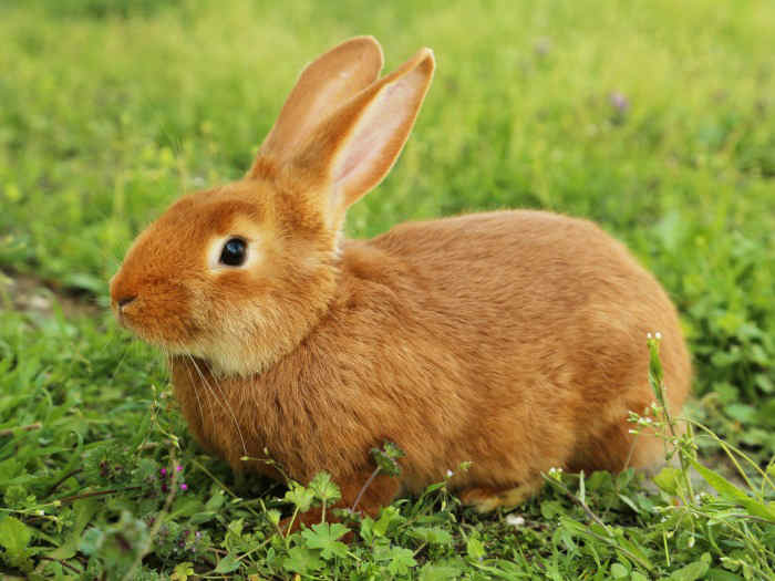 soñar con conejo