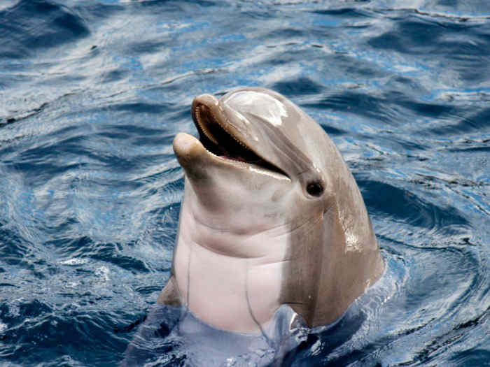 soñar con delfín