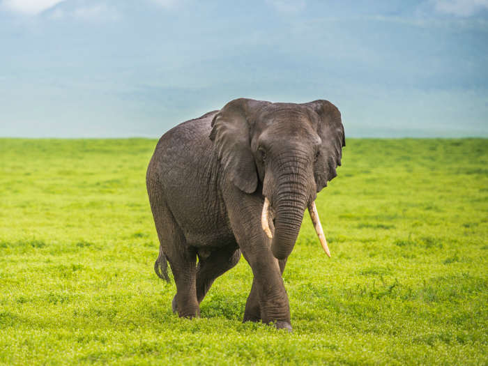 soñar con elefante