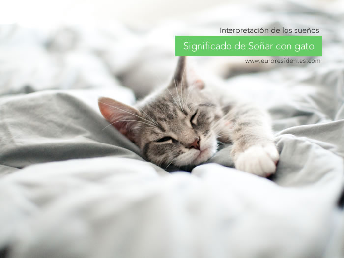 Significado de soñar con gatos