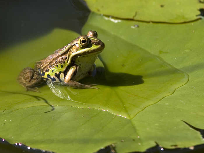 soñar con ranas