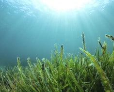 algas como biocombustible