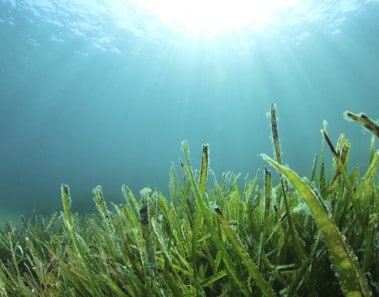 algas como biocombustible