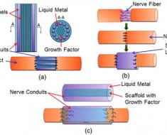 Metal líquido para reconectar nervios