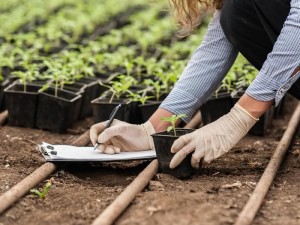 Avances tecnológicos que cambiarán el mundo: mejora cultivos