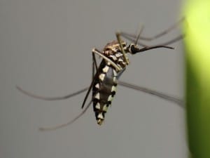 Recubrimiento repelente de insectos