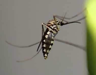 Recubrimiento repelente de insectos