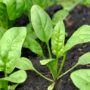 Convierten plantas de espinacas en detectores de explosivos utilizando nanotecnología