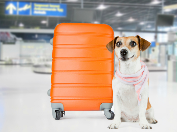 Viajar con perro en avión