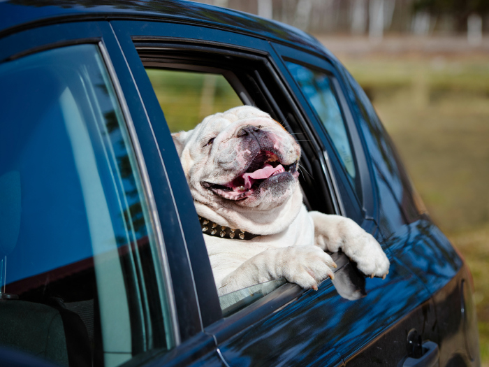 viajar en coche con perro