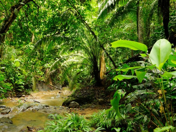 Selva de Panamá